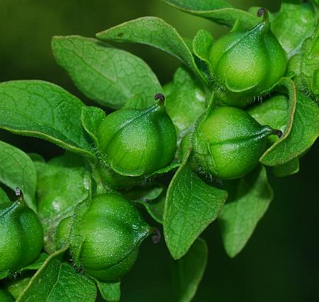 Dasistoma_macrophyllum_fruits.jpg