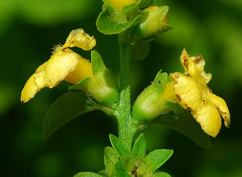 Dasistoma_macrophyllum_inflorescence.jpg