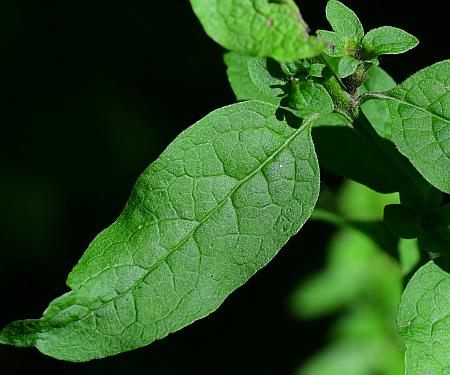 Dasistoma_macrophyllum_leaf1.jpg