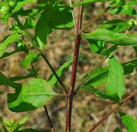 Dasistoma_macrophyllum_leaves1.jpg