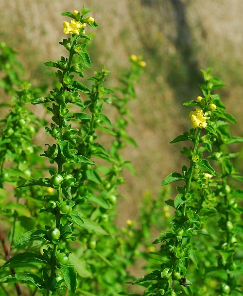 Dasistoma_macrophyllum_plant.jpg