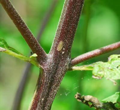 Dasistoma_macrophyllum_stem.jpg