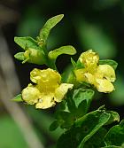 Dasistoma macrophyllum thumbnail