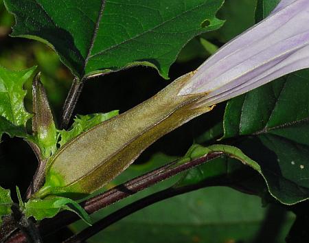 Datura_stramonium_calyx.jpg