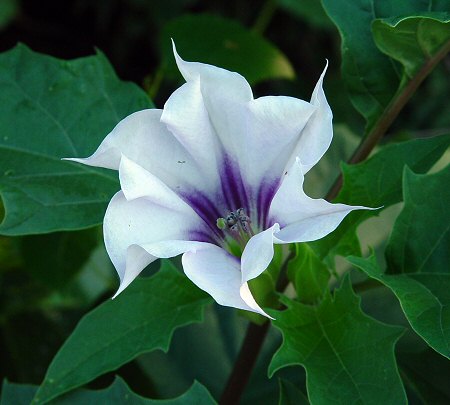 Datura_stramonium_flower.jpg