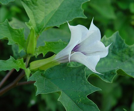 Datura_stramonium_flower2.jpg