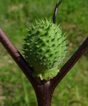 Datura_stramonium_fruit.jpg