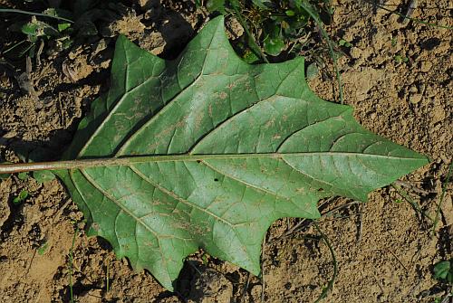 Datura_stramonium_leaf2.jpg