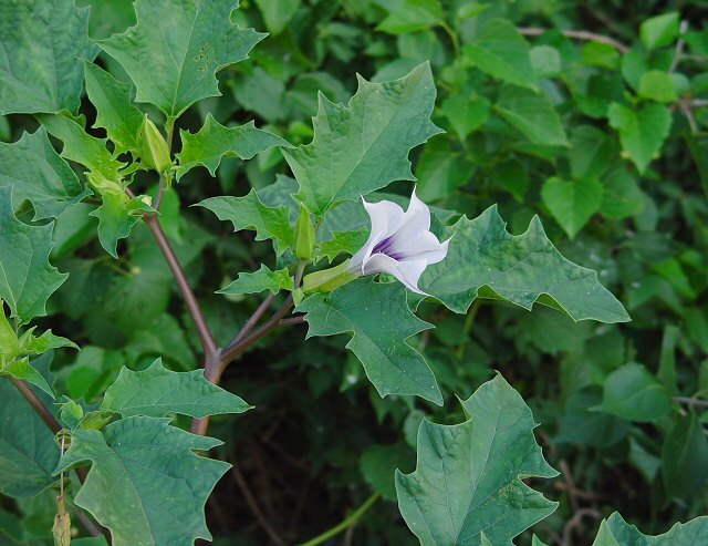 Datura_stramonium_plant.jpg