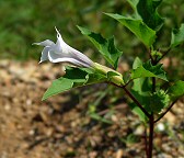 Datura stramonium thumbnail