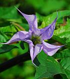 Datura stramonium thumbnail