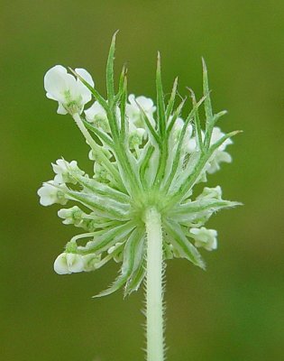 Daucus_carota_braclets.jpg