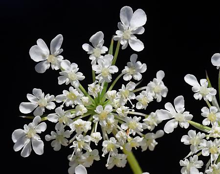 Daucus_carota_florets.jpg