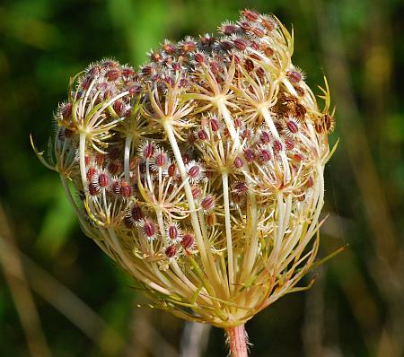 Daucus_carota_fruits.jpg