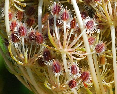 Daucus_carota_fruits2.jpg