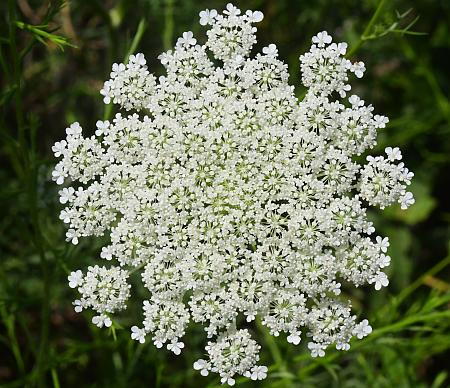 Daucus_carota_inflorescence.jpg