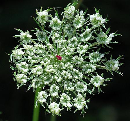 Daucus_carota_inflorescence2.jpg