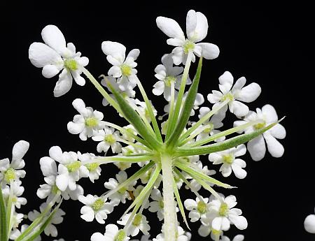 Daucus_carota_involucel.jpg