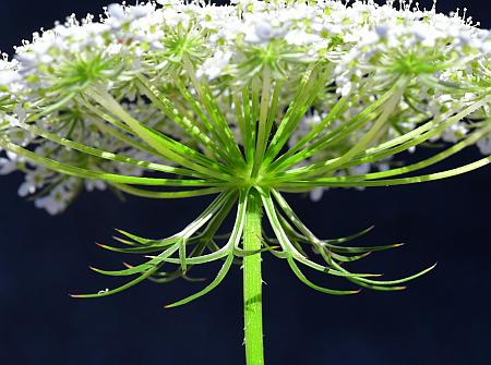 Daucus_carota_involucre.jpg