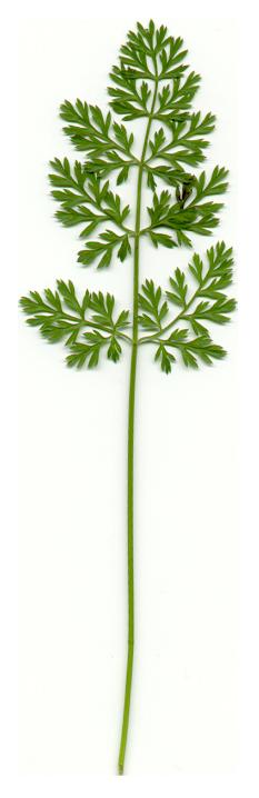 Daucus_carota_leaf.jpg