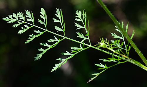 Daucus_carota_leaf1.jpg