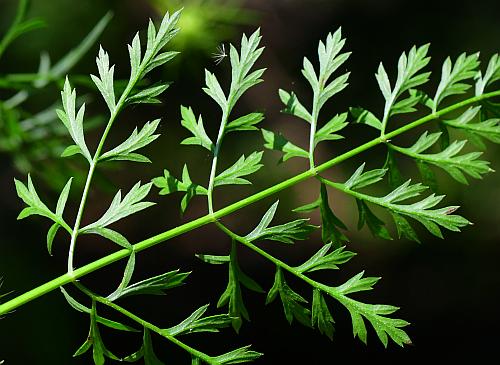 Daucus_carota_leaf2.jpg