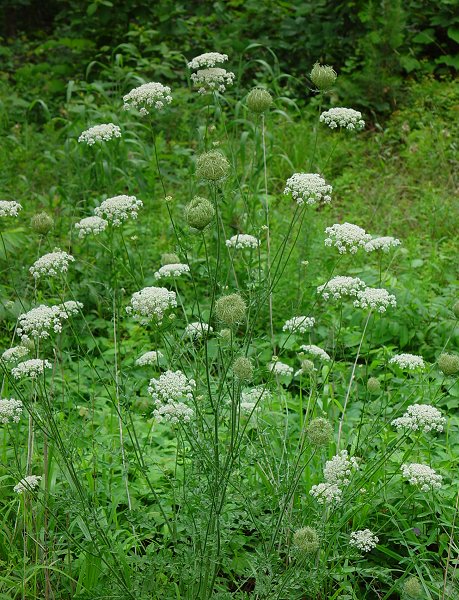 Daucus_carota_plant.jpg