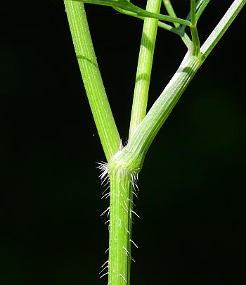 Daucus_carota_stem.jpg