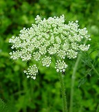 Daucus carota thumbnail