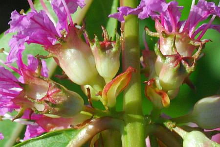 Decodon_verticillatus_calyces.jpg