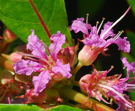 Decodon_verticillatus_flowers.jpg