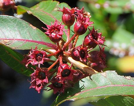 Decodon_verticillatus_fruits.jpg