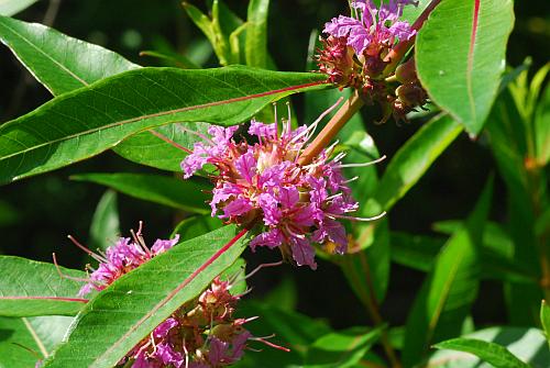 Decodon_verticillatus_inflorescence.jpg