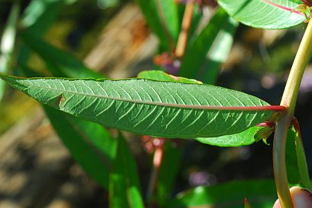 Decodon_verticillatus_leaf.jpg