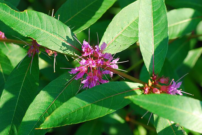 Decodon_verticillatus_plant.jpg