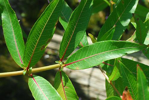 Decodon_verticillatus_stem.jpg