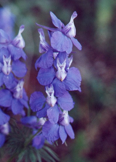 Delphinium_ajacis_flowers.jpg