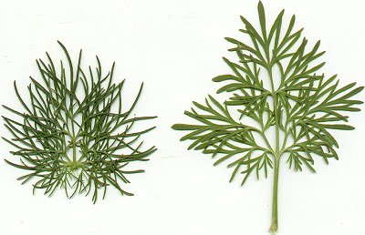 Delphinium_ajacis_leaves.jpg