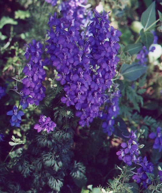 Delphinium_ajacis_plant.jpg