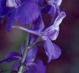 Delphinium_ajacis_sepals.jpg