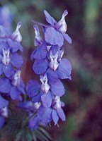 Delphinium ajacis thumbnail