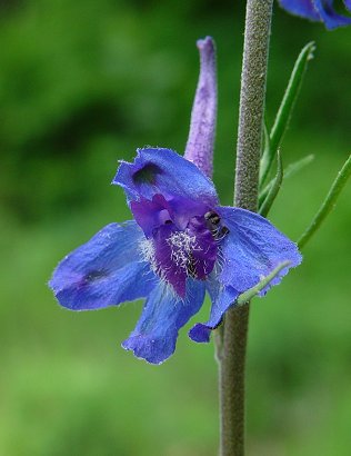 Delphinium_carolinianum_ssp_carolinianum_flower1.jpg