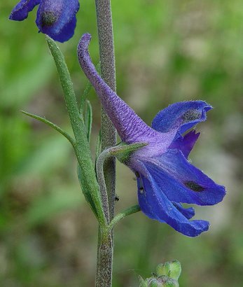 Delphinium_carolinianum_ssp_carolinianum_flower2.jpg