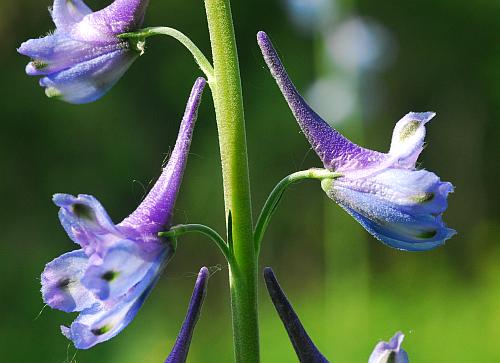 Delphinium_carolinianum_ssp_carolinianum_flower2a.jpg