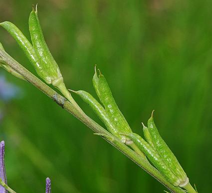 Delphinium_carolinianum_ssp_carolinianum_fruits.jpg