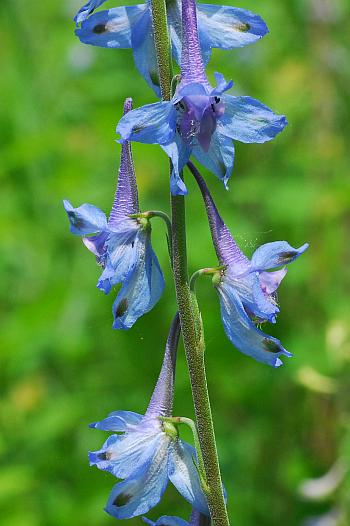 Delphinium_carolinianum_ssp_carolinianum_inflorescence.jpg