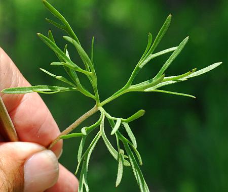 Delphinium_carolinianum_ssp_carolinianum_leaf1.jpg