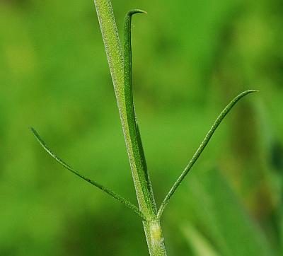 Delphinium_carolinianum_ssp_carolinianum_leaf2.jpg