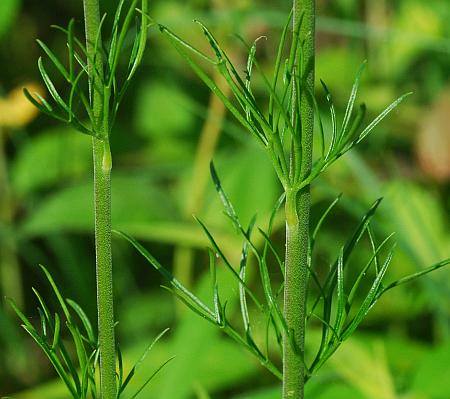 Delphinium_carolinianum_ssp_carolinianum_leaf2a.jpg