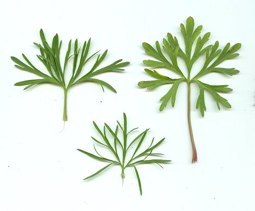 Delphinium_carolinianum_ssp_carolinianum_leaves.jpg